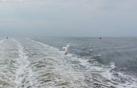 /album/fotogalerij-dieren/grote-mantelmeeuw-jpg/